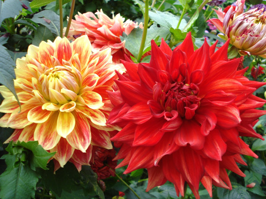 754638 (a): :2400x1800